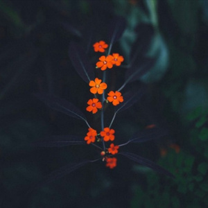 日本三级片黄色射精官
