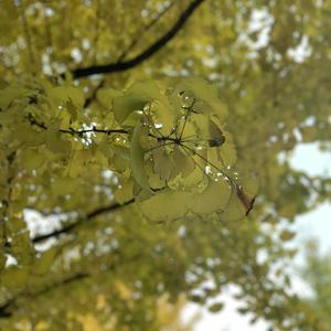 日本三级片黄色射精官
